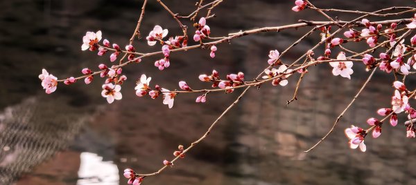 春日京城鲜花绽放：粉的像霞、白的胜雪……
